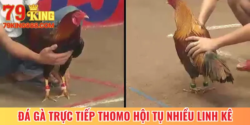 Đá gà trực tiếp Thomo hội tụ nhiều linh kê