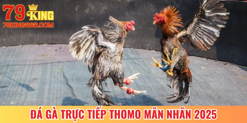 Đá Gà Trực Tiếp Thomo - Mãn Nhãn Với Màn Giao Đấu 2025