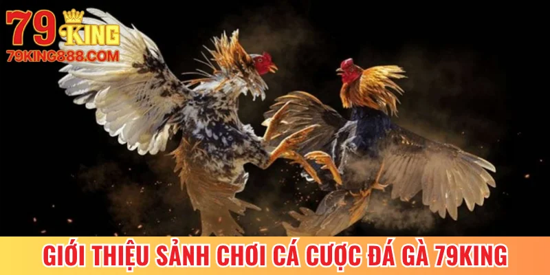 Giới thiệu sảnh chơi cá cược đá gà 79King