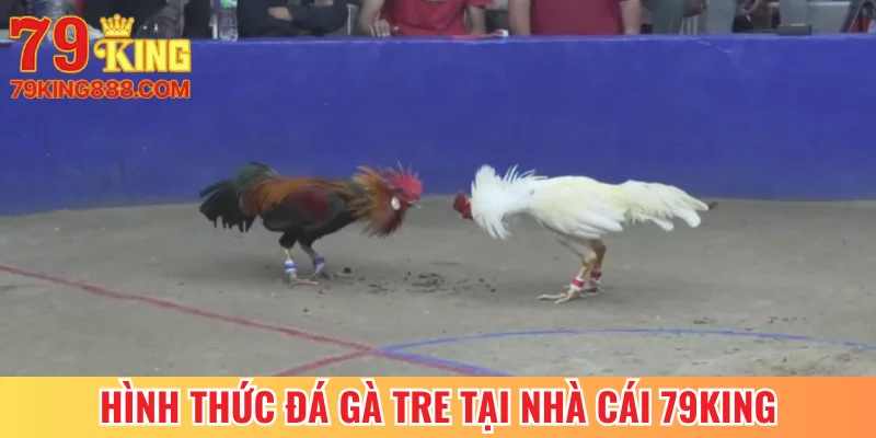 Hình thức đá gà Tre tại nhà cái 79King